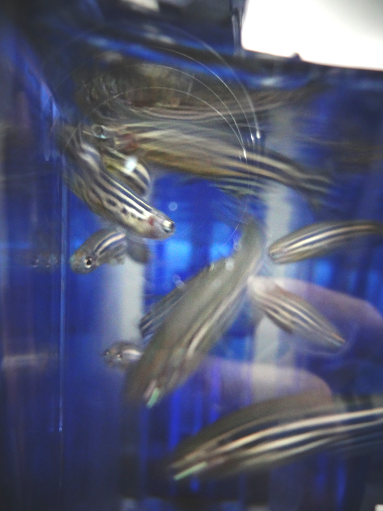 ozf zebrafish