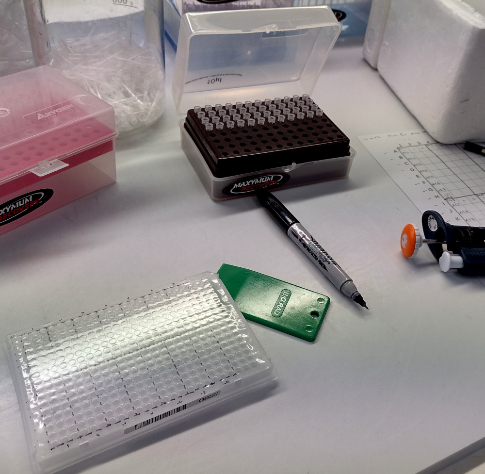 qpcr plate